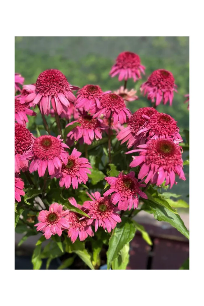 Jeżówka 'Delicious Strawberry' | Echinacea 