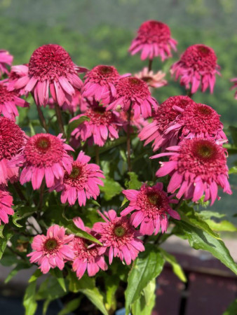Jeżówka 'Delicious Strawberry' | Echinacea 