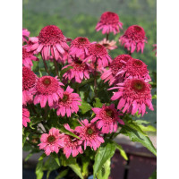 Jeżówka 'Delicious Strawberry' | Echinacea 