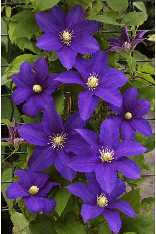 Powojnik 'Lasurstern' | Clematis