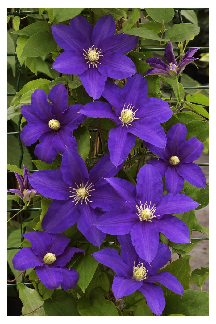 Powojnik 'Lasurstern' | Clematis