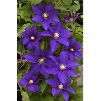 Powojnik 'Lasurstern' | Clematis
