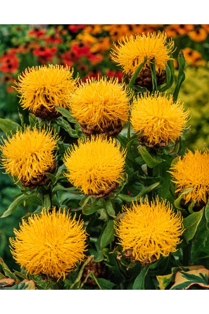 Chaber wielkogłówkowy | Centaurea macrocephala