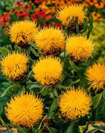 Chaber wielkogłówkowy | Centaurea macrocephala