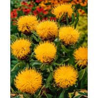 Chaber wielkogłówkowy | Centaurea macrocephala