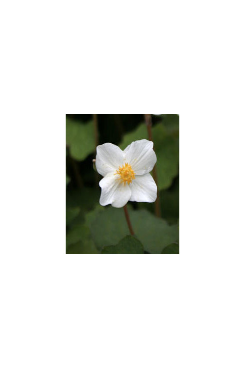 Eomekon Eomecon caerulea