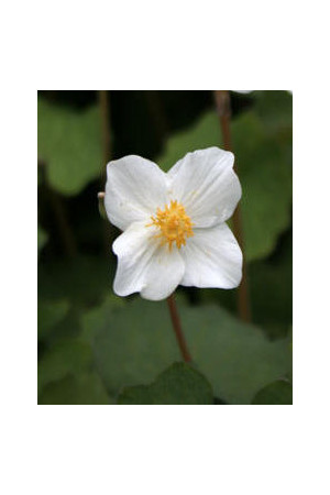 Eomekon Eomecon caerulea