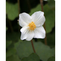 Eomekon Eomecon caerulea