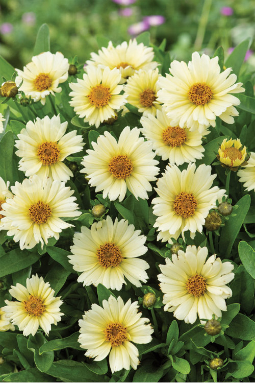 Nachyłek wielkokwiatowy 'UpTick Cream' | Coreopsis grandiflora