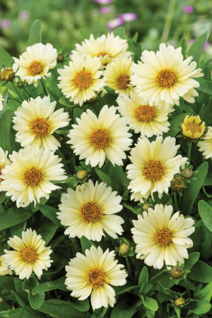 Nachyłek wielkokwiatowy 'UpTick Cream' | Coreopsis grandiflora