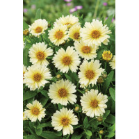 Nachyłek wielkokwiatowy 'UpTick Cream' | Coreopsis grandiflora