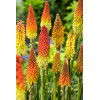 Trytoma groniasta 'Flamenco' | Kniphofia uvaria