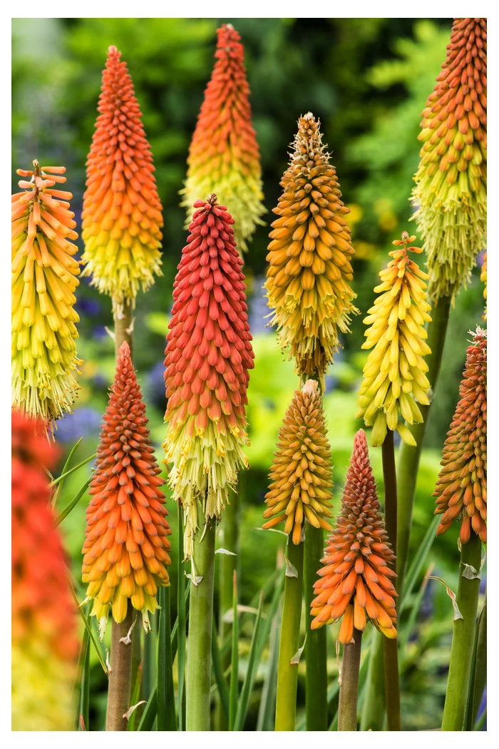 Trytoma groniasta 'Flamenco' | Kniphofia uvaria