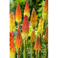 Trytoma groniasta 'Flamenco' | Kniphofia uvaria