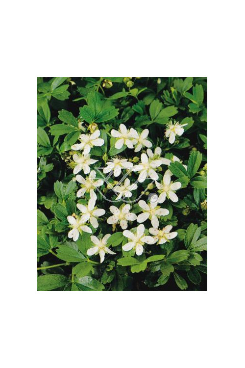 Pięciornik trójząbkowy 'Nuuk' Potentilla tridentata