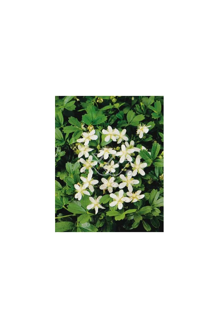 Pięciornik trójząbkowy 'Nuuk' Potentilla tridentata