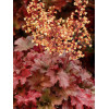 Żurawka 'Root Beer' Heuchera