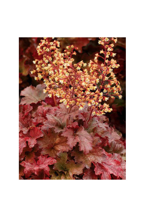 Żurawka 'Root Beer' Heuchera