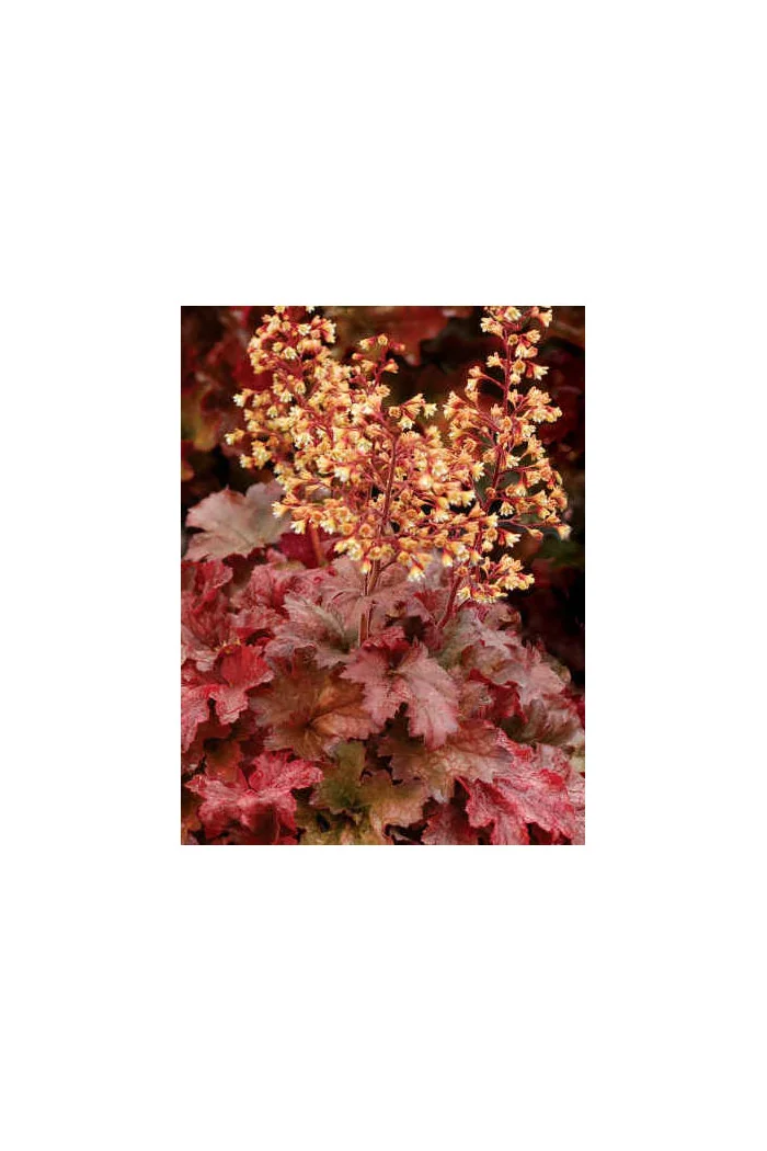 Żurawka 'Root Beer' Heuchera