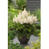 Tawułka chińska 'Vision in White' | Astilbe arendsii