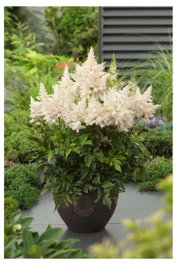 Tawułka chińska 'Vision in White' | Astilbe arendsii