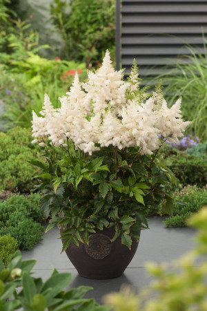 Tawułka chińska 'Vision in White' | Astilbe arendsii