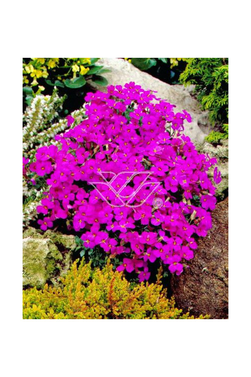 Żagwin 'Red Purple Mix' Aubrieta