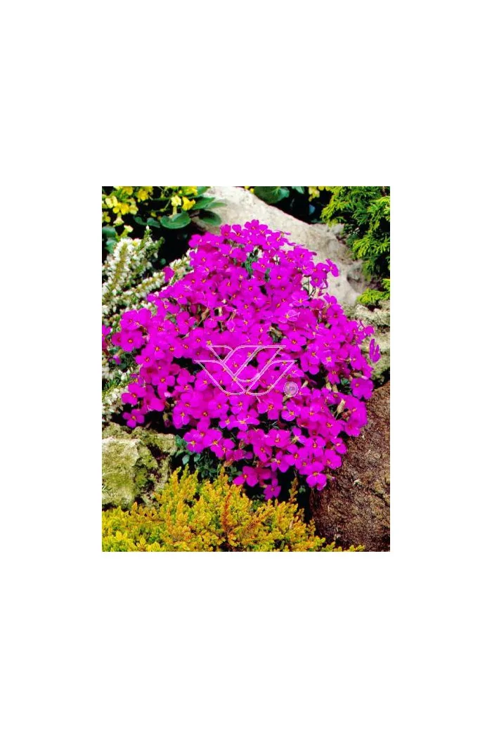 Żagwin 'Red Purple Mix' Aubrieta