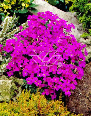 Żagwin 'Red Purple Mix' Aubrieta