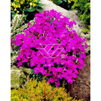 Żagwin 'Red Purple Mix' Aubrieta