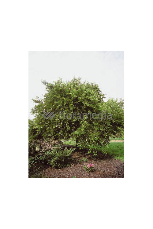 Morwa biała Morus alba