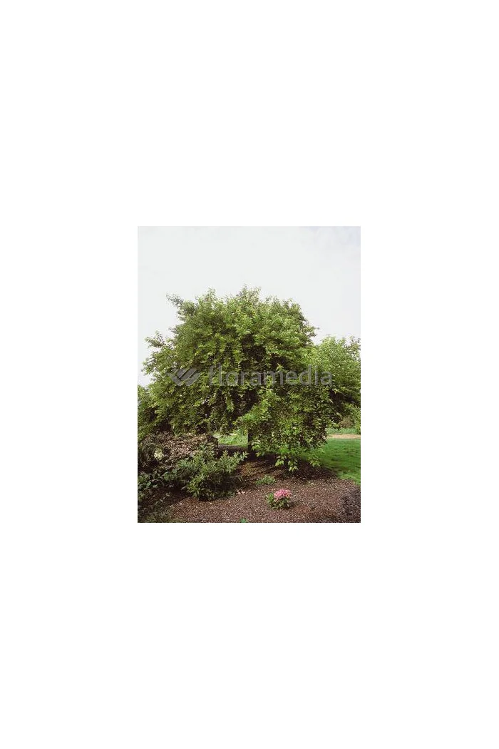 Morwa biała Morus alba