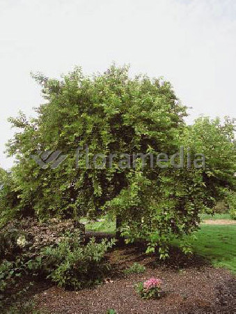 Morwa biała Morus alba