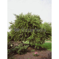 Morwa biała Morus alba