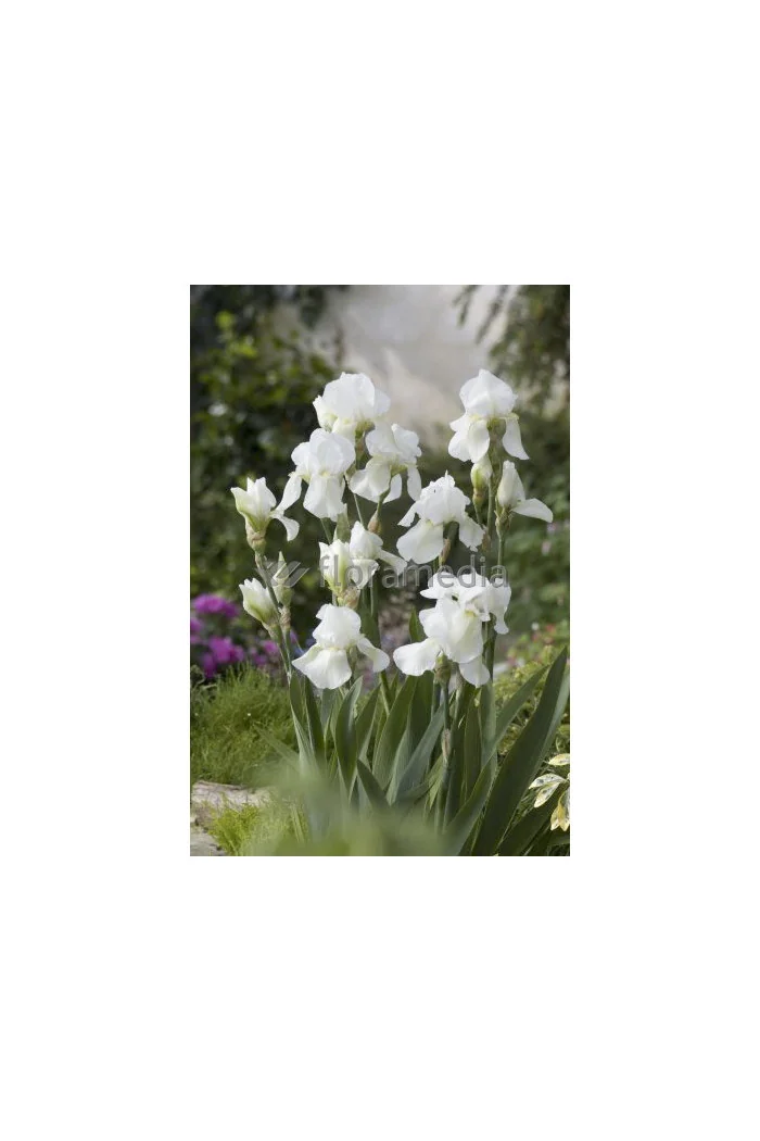 Kosaciec (Irys) niski 'Schneekoppe' Iris barbata