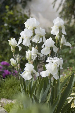 Kosaciec (Irys) niski 'Schneekoppe' Iris barbata