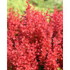 Berberys Thunberga 'Orange Tower' | Berberis thunbergii
