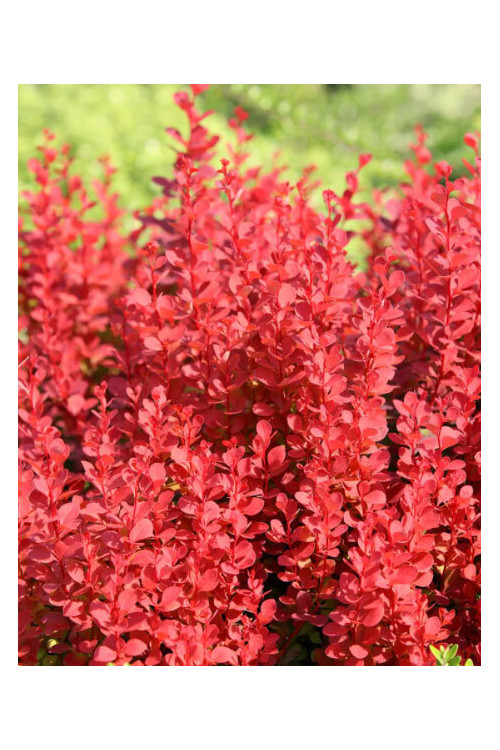 Berberys Thunberga 'Orange Tower' | Berberis thunbergii