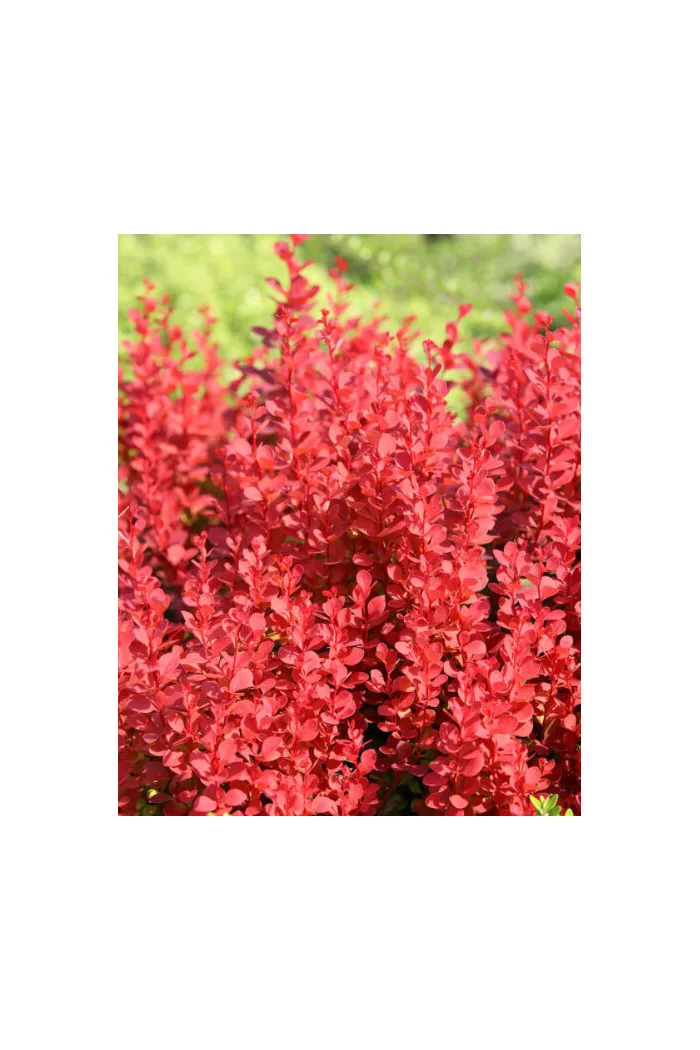 Berberys Thunberga 'Orange Tower' | Berberis thunbergii