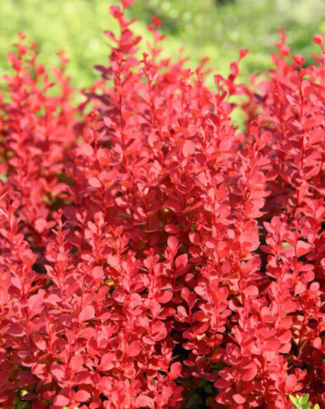 Berberys Thunberga 'Orange Tower' | Berberis thunbergii