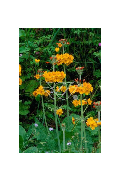 Pierwiosnek bulleya Primula bulleyana