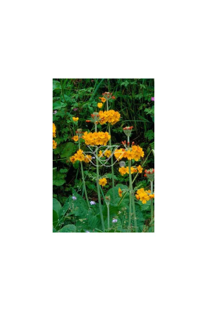 Pierwiosnek bulleya Primula bulleyana