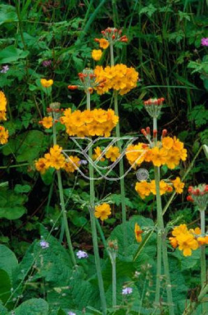 Pierwiosnek bulleya Primula bulleyana