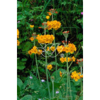 Pierwiosnek bulleya Primula bulleyana