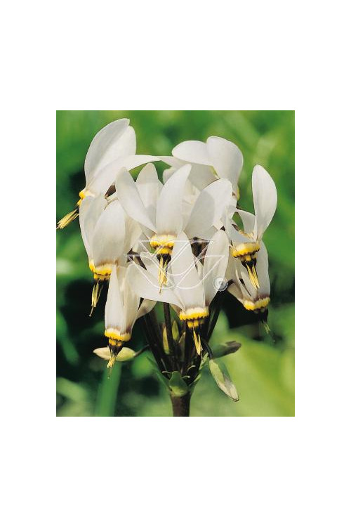 Bożykwiat Meada 'Alba' Dodecatheon meadia