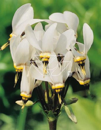 Bożykwiat Meada 'Alba' Dodecatheon meadia