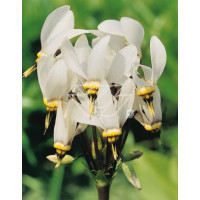 Bożykwiat Meada 'Alba' Dodecatheon meadia