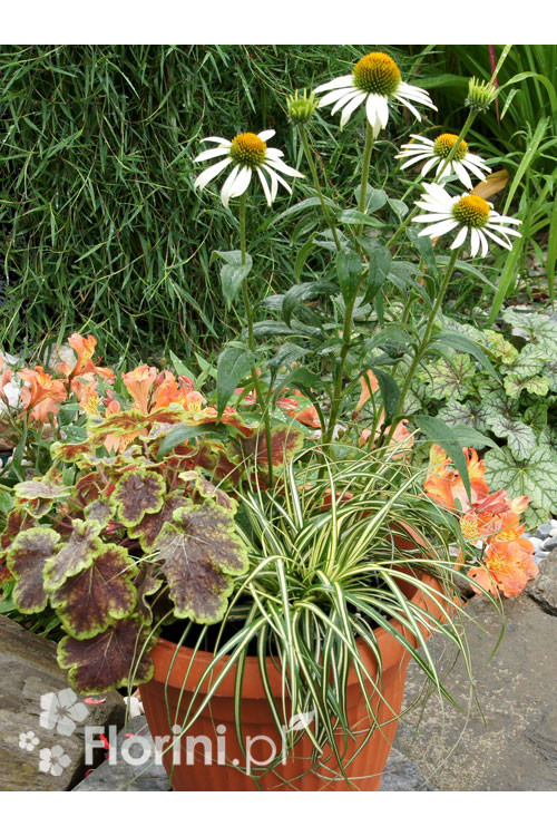 Zestaw nr 2 - bielą muśnięty