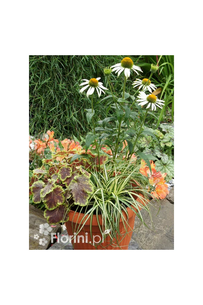 Zestaw nr 2 - bielą muśnięty