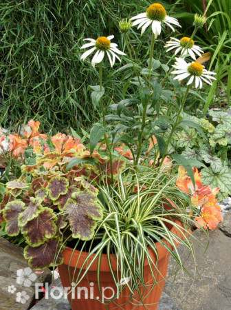 Zestaw nr 2 - bielą muśnięty